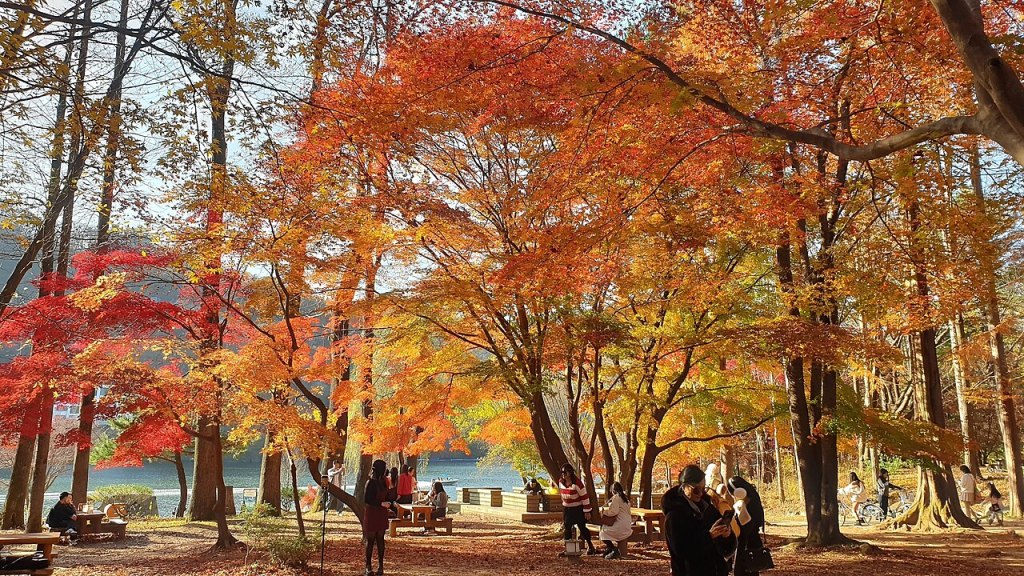 Vivid orange and red autumn foliage along a path on Nami Island near Chuncheon, Korea