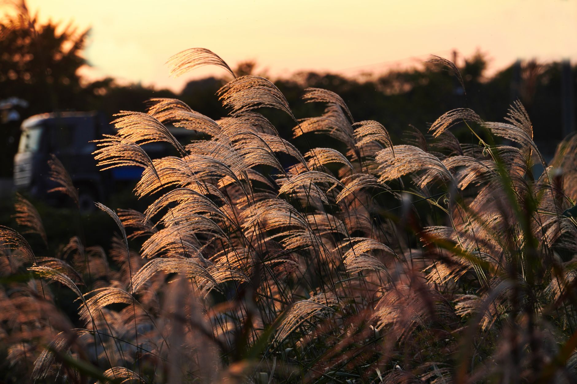 Golden silver grass (eulalia) field backlit at sunset, similar to the display at Seoul Lake Park's autumn Silver Grass Festival